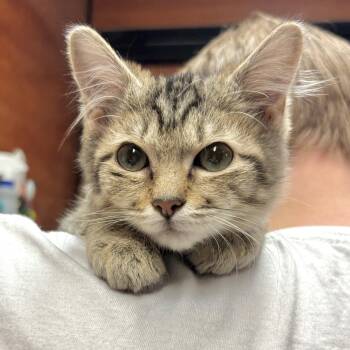 Maxwell -  Manx Cat for Adoption in Sonora, California - Maxwell | PetCurious