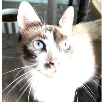 Jen -  Siamese Cat for Adoption in Larkfield-wikiup, California - Jen | PetCurious