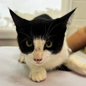 Autumn -  Domestic Short Hair Cat for Adoption in Corpus Christi, Texas - Autumn | PetCurious