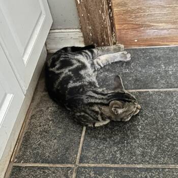 Homer -  Domestic Short Hair Cat for Adoption in Charlottesville, Virginia - Homer | PetCurious