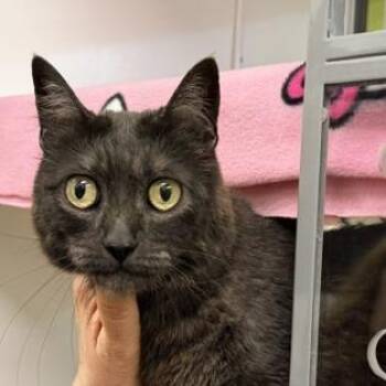 Squiggle -  Domestic Short Hair Cat for Adoption in Temecula, California - Squiggle | PetCurious