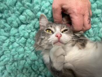 Rescue Domestic Medium Hair Cats for Adoption in Lynn Haven, Florida - ORCHID | PetCurious