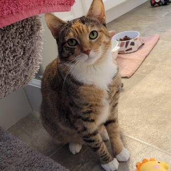 Domestic Short Hair Cats Available for Adoption - Pixie | PetCurious