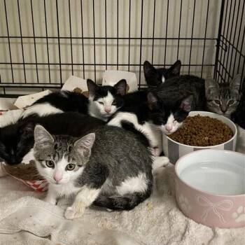 Ms.Jackson -  Domestic Short Hair Cat for Adoption in Hawthorne, California - Ms.Jackson | PetCurious