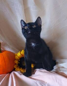 Pepper 759 -  Domestic Short Hair Cat for Adoption - Pepper 759 | PetCurious