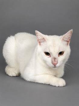 ZEUS -  Domestic Short Hair Cat for Adoption in Winter Haven, Florida - ZEUS | PetCurious