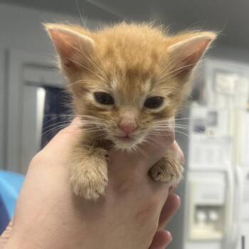 Domestic Short Hair Cats Available for Adoption in Summerville, South Carolina - Handkerchief | PetCurious