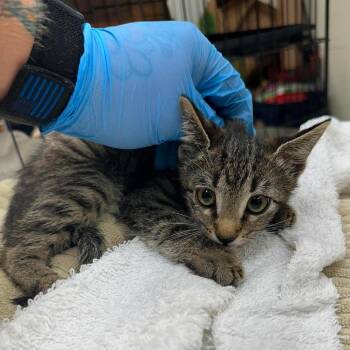 Nala 26-06-109 -  Domestic Short Hair Cat for Adoption in Bastrop, Texas - Nala 26-06-109 | PetCurious