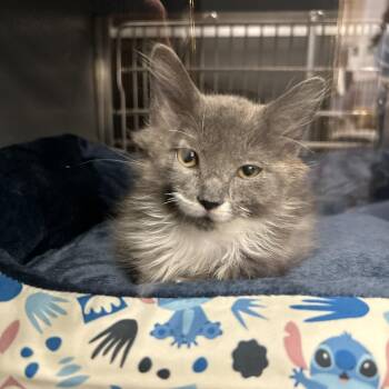 Rescue Domestic Long Hair and Domestic Medium Hair Cats for Adoption in Roslyn Heights, New York - Moonshine | PetCurious