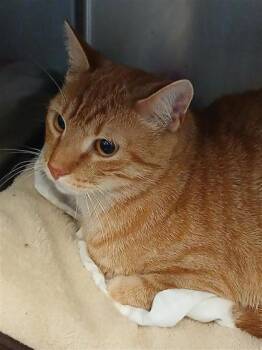 Phoenix -  Domestic Short Hair Cat for Adoption in Largo, Florida - Phoenix | PetCurious