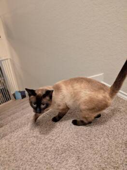 Siamese Cats Available for Adoption - Sinatra (Narro) | PetCurious