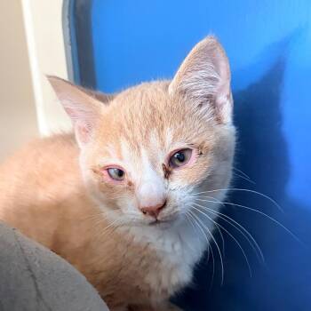 Gusher -  Domestic Short Hair Cat Available for Adoption in Aldie, Virginia - Gusher | PetCurious