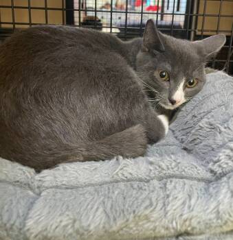 Rescue Domestic Short Hair Cats for Adoption in New York, New York - Mikos (and Alina) | PetCurious