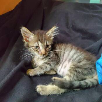 Ryland -  Domestic Short Hair Cat for Adoption in Jefferson City, Tennessee - Ryland | PetCurious