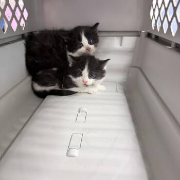 Peter -  Domestic Medium Hair Cat for Adoption in Medford, Oregon - Peter | PetCurious