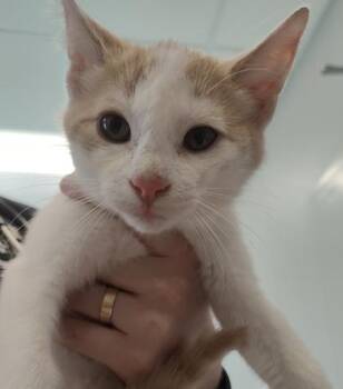 Archer -  Domestic Short Hair Cat for Adoption in Lafayette, Indiana - Archer | PetCurious