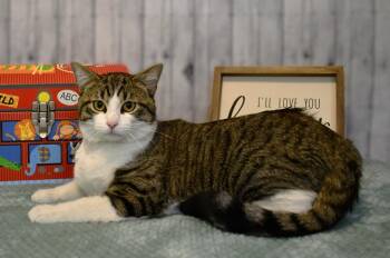 Chase -  Domestic Short Hair Cat for Adoption in Roanoke, Texas - Chase | PetCurious