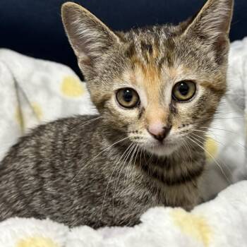 Rescue Domestic Short Hair Cats for Adoption in Stoughton, Wisconsin - Nutmeg | PetCurious
