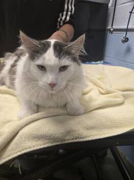 Domestic Long Hair Cats Available for Adoption in Detroit, Michigan - Yeti | PetCurious