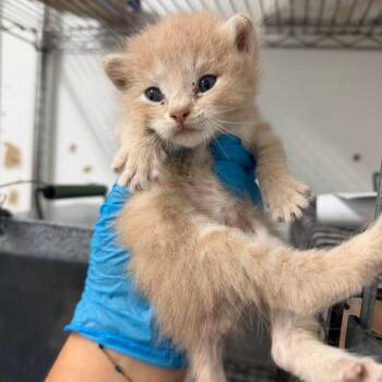 Fern -  Domestic Short Hair Cat for Adoption in Edinburg, Texas - Fern | PetCurious