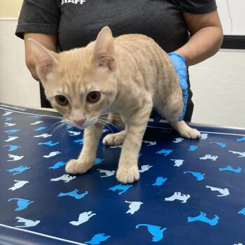 Domestic Short Hair Cats Available for Adoption - Asiago Bagel | PetCurious