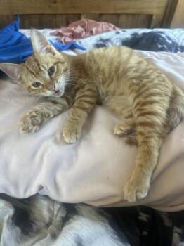 Domestic Short Hair Cats Available for Adoption - Garfield | PetCurious