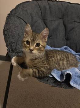 Domestic Short Hair Cats Available for Adoption - Geronimo | PetCurious