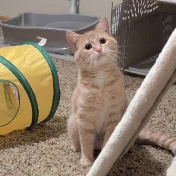 Domestic Short Hair Cats Available for Adoption in Fargo, North Dakota - Electra--In Foster | PetCurious