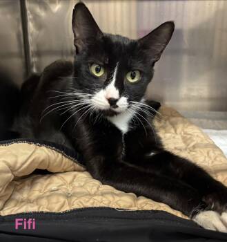 FiFi -  Tuxedo Cat for Adoption in Las Vegas, Nevada - FiFi | PetCurious