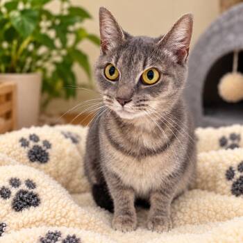 Chola -  Domestic Short Hair Cat for Adoption in Uniontown, Pennsylvania - Chola | PetCurious