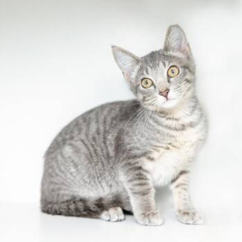 Rescue Domestic Short Hair Cats for Adoption in Durham, North Carolina - Potato | PetCurious