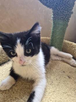 Mercy -  Domestic Medium Hair and Tabby Cat for Adoption in Livonia, Michigan - Mercy | PetCurious