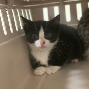 Rescue Domestic Short Hair Cats for Adoption in Lynchburg, Virginia - Habanero | PetCurious