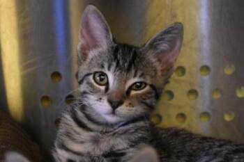 Hansen -  Domestic Short Hair Cat for Adoption in Kansas City, Missouri - Hansen | PetCurious