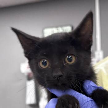 Gyarados -  Domestic Short Hair Cat for Adoption in Salt Lake City, Utah - Gyarados | PetCurious