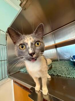 Stevie -  American Shorthair Cat Available for Adoption in Wilmington, North Carolina - Stevie | PetCurious