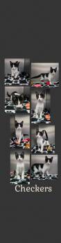 Checkers -  Domestic Short Hair Cat for Adoption in Universal City, Texas - Checkers | PetCurious