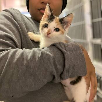 Cleopatra -  Domestic Short Hair Cat for Adoption in Jarrettsville, Maryland - Cleopatra | PetCurious