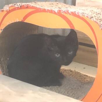 Count -  American Shorthair Cat for Adoption in Freeport, Florida - Count | PetCurious