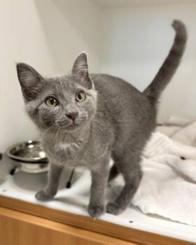 Temperance -  Domestic Short Hair Cat for Adoption in Fairfax, Virginia - Temperance | PetCurious