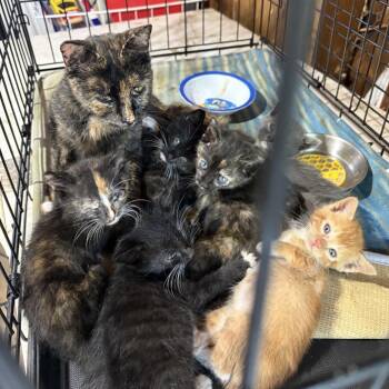 Boots C12455 -  Domestic Medium Hair Cat for Adoption - Boots C12455 | PetCurious