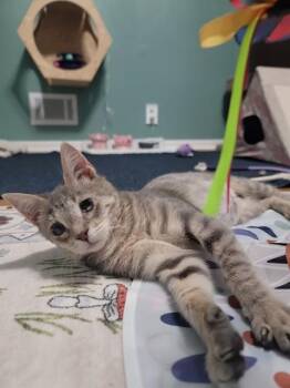 AVA -  Domestic Short Hair Cat for Adoption in Omaha, Nebraska - AVA | PetCurious