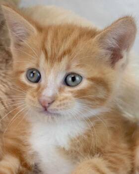 Puck -  Domestic Short Hair and Tabby Cat for Adoption in Kennesaw, Georgia - Puck | PetCurious