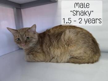 Shaky -  Domestic Short Hair Cat for Adoption in Holbrook, Arizona - Shaky | PetCurious