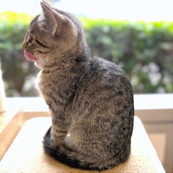 Domestic Short Hair Cats Available for Adoption in Pleasant Hill, California - Aragorn | PetCurious