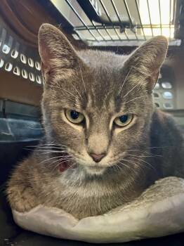 Rescue Domestic Short Hair Cats for Adoption in Chicago, Illinois - Twilight | PetCurious