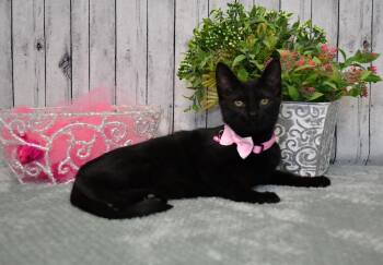 Stella -  Domestic Short Hair Cat for Adoption in Roanoke, Texas - Stella | PetCurious