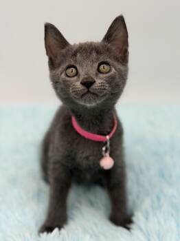 Dainty -  Russian Blue Cat for Adoption in Covington, Louisiana - Dainty | PetCurious
