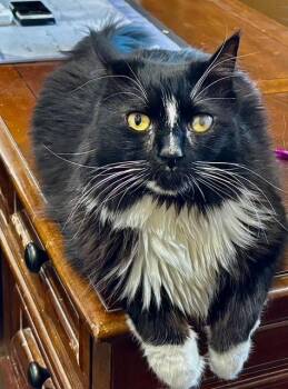 Gizmo -  Tuxedo Cat for Adoption in Mesa, Arizona - Gizmo | PetCurious