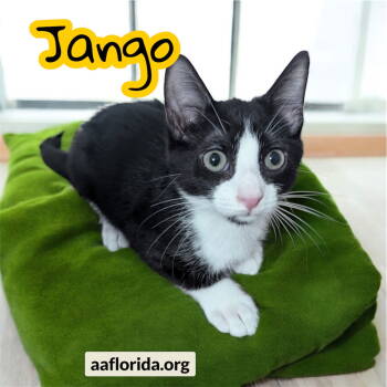 Rescue Tuxedo and Domestic Short Hair Cats for Adoption in Pensacola, Florida - Jango | PetCurious